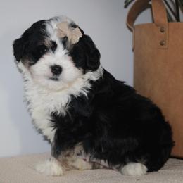 Sage - Tri-color female Bernedoodle puppy in Apple Creek, Ohio from Kathryn Troyer
