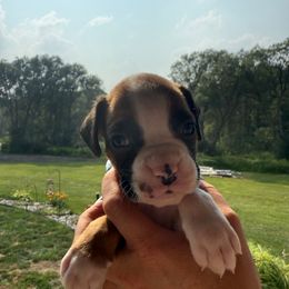 Siena - Fawn female Boxer puppy in Jamesville, New York from Reynolds Homestead Boxers