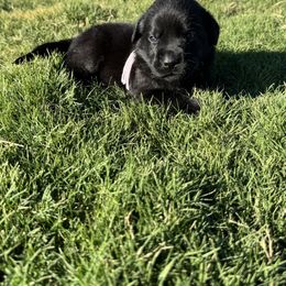 Pink collar - Black female Labrador Retriever puppy in Big River, California from Cozy Acres Farm Labradors