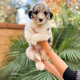 Aussiedoodle, Bernedoodle, Goldendoodle, and Poodle Puppies from Teddy Doodles & Standard Poodles