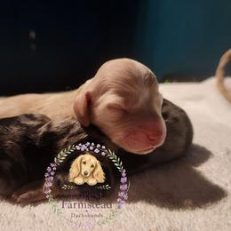 Dachshund Puppies from Forest Farmstead Dachshunds