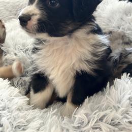Bella - Black tri-color female Australian Shepherd puppy in Bailey, Colorado from Silverheels Australian shepherds