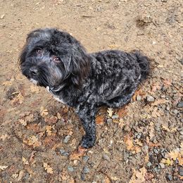 Havanese All Grown Up from HavtaHavRhavanese
