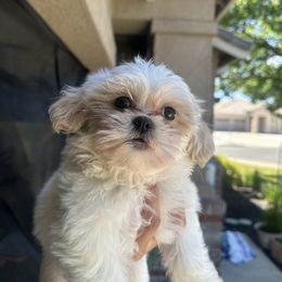Max - White male Mal-Shi puppy in Sacramento, California from FurKids