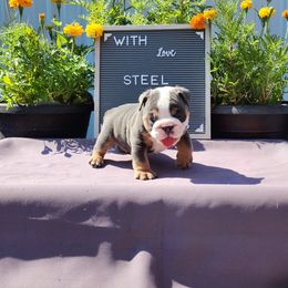 Steel - Blue tri-color male Bulldog puppy in Hillsdale County, Michigan from KZ Bullies LLC