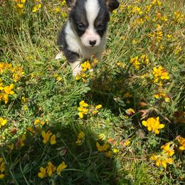 Girl 1 - Black and tan female Pembroke Welsh Corgi puppy in Aberdeen, Washington from Coastal country Farms