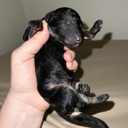 Ranger - Phantom male Poodle puppy in Liberty, Texas from Poodles and Doodles Most Excellent Adventures