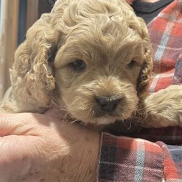 Jonagold - Golden female Cockapoo puppy in Conklin, Michigan from Lake Michigan Couture Cavapoos & Cockapoos