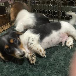 Boy 2 - Piebald male Dachshund puppy in Yelm, Washington from Hughes' Doxies