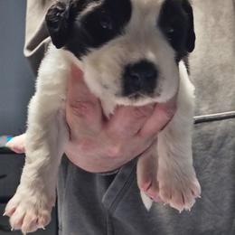 Boy 2 - Brown and white male Saint Bernard puppy in Clover, South Carolina from Sweetest Saints