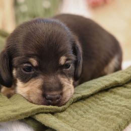 Boy 2 - male Dachshund puppy in Wakarusa, Indiana from PuppyLove Dachshunds