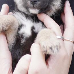 Shiba Inu Puppies from The Animal Farm Shiba Inu & Mameshiba Breeders