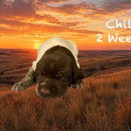 Chili - Liver and white male German Shorthaired Pointer puppy in Columbus, Nebraska from Prancy Pawz