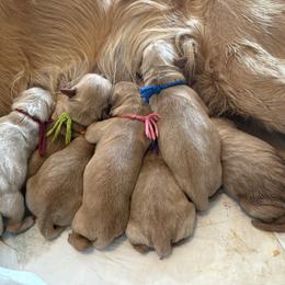 Female- SERVICE WORK POTENTIAL, TBD after temperament testing - Dark golden female Golden Retriever puppy in Yuba City, California from Family Loved Golden Retrievers