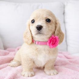 Kaluha (No breeding homes) - Cream female Dachshund puppy in Fayetteville, North Carolina from RRD