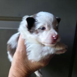 Pixie pup2 - Chocolate parti male Pomeranian puppy in Carrollton, Georgia from B AND R'S POMERANIAN'S