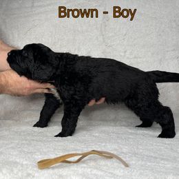 Goldendoodle and Poodle Puppies from Poodles and Doodles By Grace