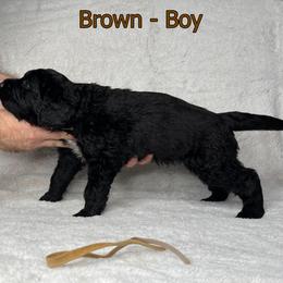 Goldendoodle and Poodle Puppies from Poodles and Doodles By Grace