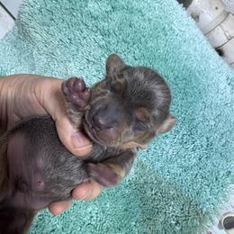 Blue boy - Blue and tan male Dachshund puppy in Fayetteville, Pennsylvania from PA's Darling Doxies