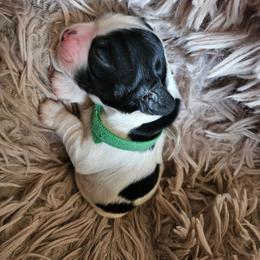 Max(Green) - Black white and tan male Cocker Spaniel puppy in Midlothian, Virginia from Swift Creek Cocker Spaniels