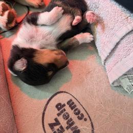 Boy 3 - male Collie puppy in Sun Prairie, Wisconsin from Jolis Collies