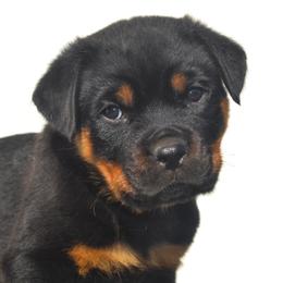 Mr Lime - Black and mahogany male Rottweiler puppy in Ethel, Washington from Titanenheim Rottweilers