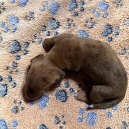 Dachshund Puppies from Witchy Woman’s Wiener’s