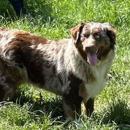 Emmy - Australian Shepherd