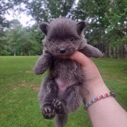 Phoebe - Blue female Pomeranian puppy in Mendenhall, Mississippi from Cloud Claws