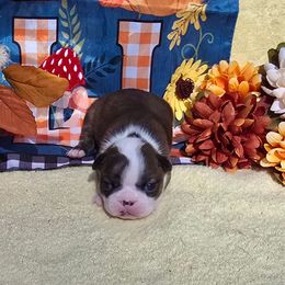 Black Brindle Lady - Black brindle and white female Boston Terrier puppy in Corsicana, Texas from JT Bostons