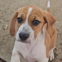 Beagle Puppies from Pamper Stone