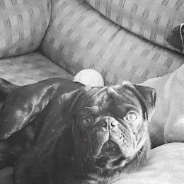 Dachshunds and Pugs from Wiggle'n V Ranch