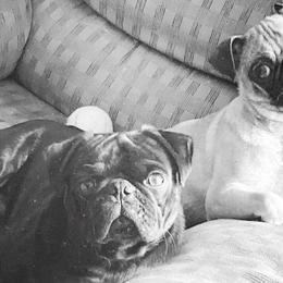 Dachshunds and Pugs from Wiggle'n V Ranch