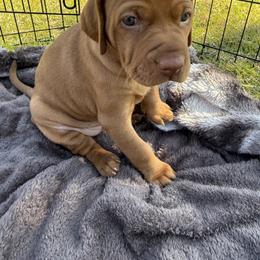 Vizsla Puppies from April Wolf