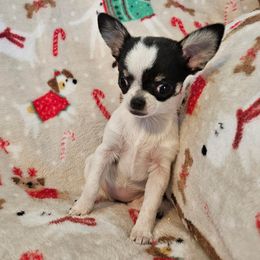 AKC Cricket - Black and white female Chihuahua puppy in Newport, Maine from Pinewood Acres Chihuahuas