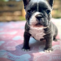 French Bulldog Puppies from Arrow Dynamic Frenchies