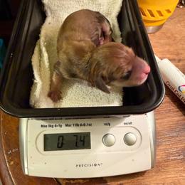 Bandit - Cream male Dachshund puppy in Irving, Texas from DFW Dachshunds by G & S