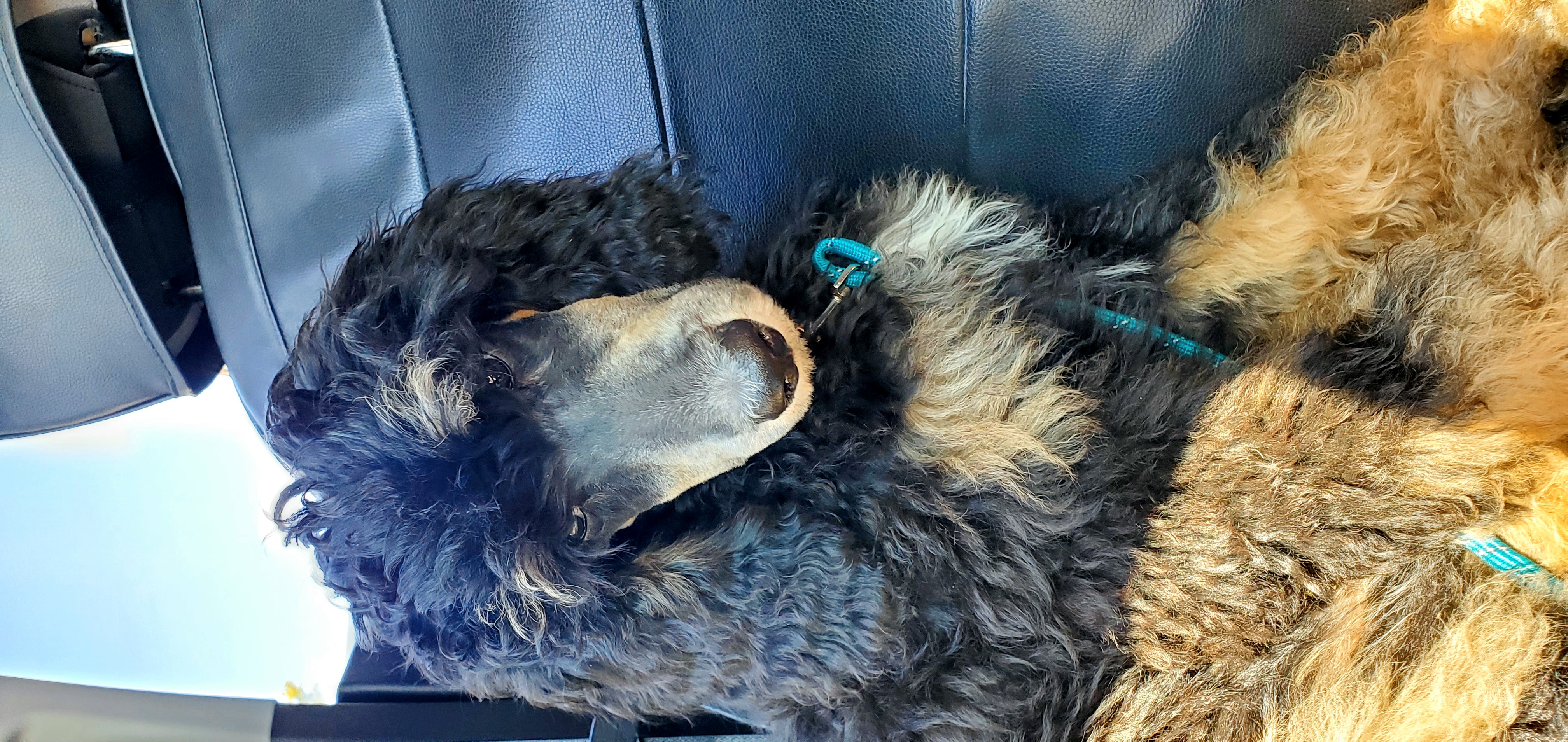 Sawyer - Poodle puppy in Manchester, Missouri from Perfect Poodles and Doodles LLC