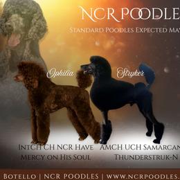 Poodle puppies from NCR Ranch