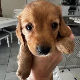 Girl Purple - Cream female Dachshund puppy in Modesto, California from Lil Doxie Era