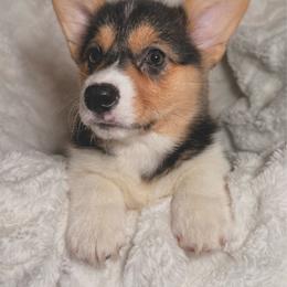 Willow - Black and tan female Pembroke Welsh Corgi puppy in Northwood, Iowa from Sorrel Sands Corgis