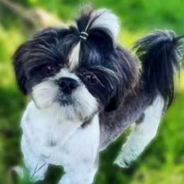 Shih Tzus from Jacobsen Family Shih Tzus
