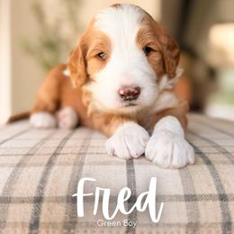 Fred - Parti male Goldendoodle puppy in Hartwell, Georgia from BellaDoodles