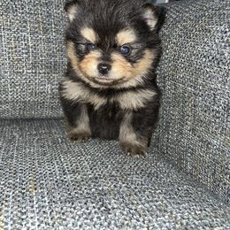 Pomeranian Puppies from Frensace Kennel
