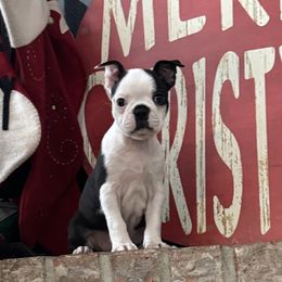 Cinnamon - Black and white female Boston Terrier puppy in Wildwood, Missouri from Belleville Bostons