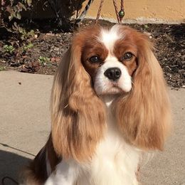 Cavalier King Charles Spaniels from Showdown Cavaliers