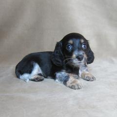 Sadie - Piebald female Dachshund puppy in Pana, Illinois from Doxie Waggin Tails
