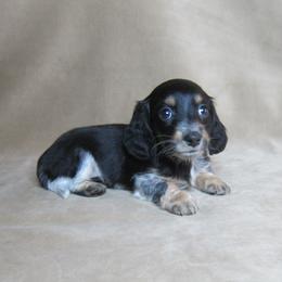 Sadie - Piebald female Dachshund puppy in Pana, Illinois from Doxie Waggin Tails