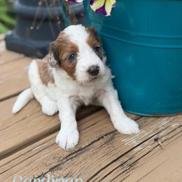 Cardigan - Red merle female Aussiedoodle puppy in Henry, Illinois from Rowe Farms Doodles