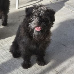 Brumbie - Black male Affenpinscher puppy in Hastings, Florida from Tamari Affenpinchers and Oakhurst Rhodesians